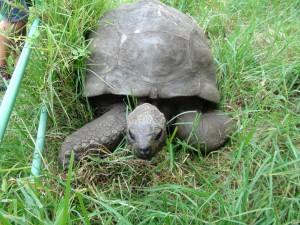 Jonathan is possibly the world’s oldest living animal, and lives peacefully in the gardens of Plantation House