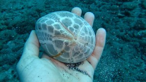 Ah.. This amazing shell was found by Franci. She then gave it to Frans to keep. This whole dive Frans did not do anything except to try and keep the shell from breaking. Glad to say, he succeeded!! Jay!! Now we anly have to get it safely around the world.