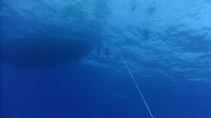 This was taken about 25m from the boat. The water was incredibly clear. Although they didn’t dive as deep, the length of the rope showed the distance from us. Frans went down twice. Once with Marike and again with Franci