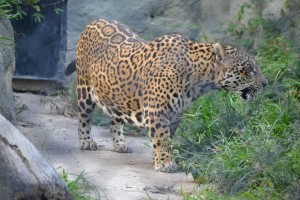 A real-life jaguar. What really surprised us, was how short it's legs were!