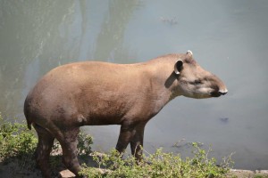 The Tapir! Legendary beast. I read about it for the first time in a Willard Price book ;) 