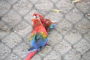 Brazil, well known for its Macaws . . . 
