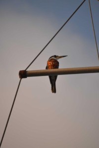Ringed Kingfisher (Magaceryle torquata); it's sitting on one of our boat's spreaders
