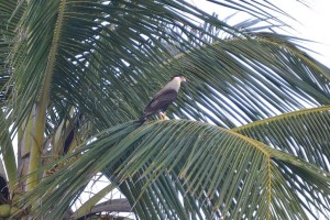 And this is a Southern Crested Caracara (Caracara plancus) which we saw at Ilha Grande