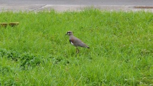 Southen Lapwing, or Want-want : ) (Pitangus sulphuratus); picture taken in Neteroi