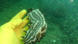 Frans holding the Sea Cucumber. Notice the yellow, South African, dishwashing glove to protect his hand