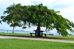 The Mom sitting under a gorgeous tree at the local Yacht Club. These trees look like the Acacia trees one finds in Africa, but there are NO thorns anywhere.