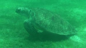Turtle grazing on the grass underneath our boat