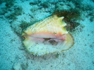 Conch Shell turned upside down